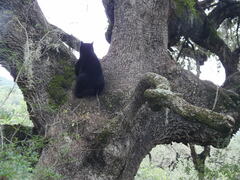 Ursus americanus eremicus