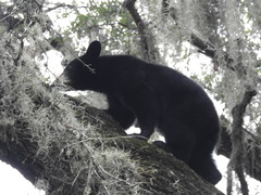 Ursus americanus eremicus