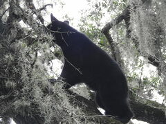 Ursus americanus eremicus