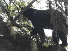 Ursus americanus eremicus