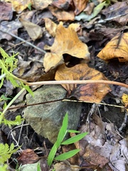 Botrypus virginianus