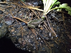 Hyla arenicolor