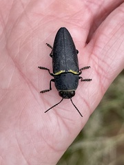 Hippomelas planicauda