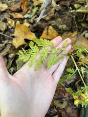 Botrypus virginianus