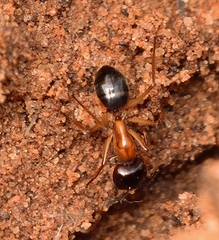 Camponotus terebrans