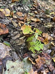 Botrypus virginianus