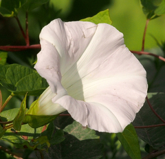 Calystegia sepium