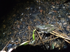 Hyla arenicolor