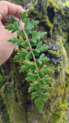 Asplenium praemorsum