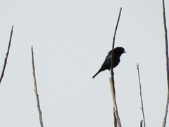 Molothrus bonariensis