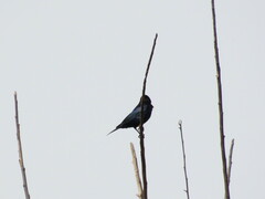 Molothrus bonariensis