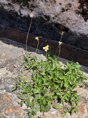 Tridax procumbens