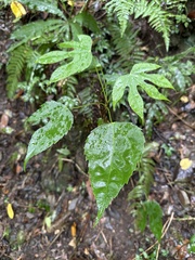 Fatsia polycarpa