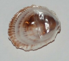 Crepidula lessonii