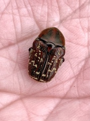 Euphoria leucographa
