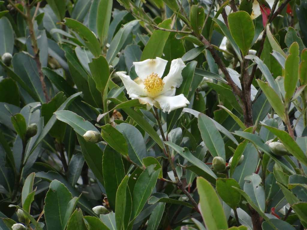 Polyspora axillaris - council-listed tree