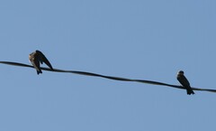 Stelgidopteryx serripennis