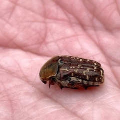 Euphoria leucographa
