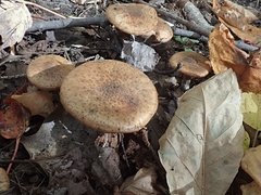 Armillaria ostoyae