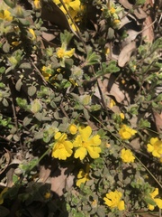 Hibbertia