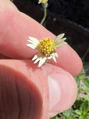 Tridax procumbens