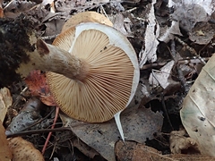 Armillaria ostoyae