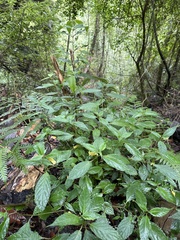 Impatiens tayemonii