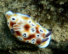 Goniobranchus leopardus