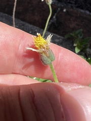 Tridax procumbens