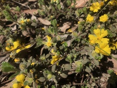 Hibbertia