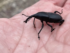 Cactophagus spinolae