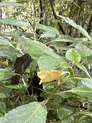 Impatiens tayemonii