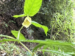 Impatiens tayemonii