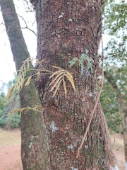 Parapiptadenia rigida