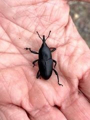 Cactophagus spinolae
