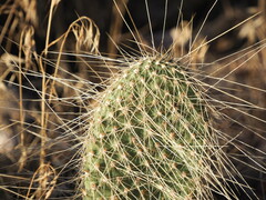 Opuntia trichophora