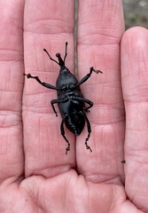Cactophagus spinolae