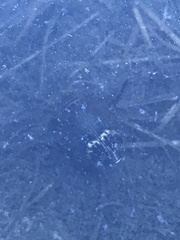 Acilius abbreviatus