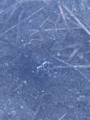 Acilius abbreviatus