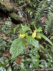 Impatiens tayemonii
