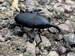 Cactophagus spinolae