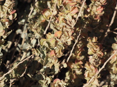Atriplex confertifolia