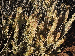 Atriplex confertifolia