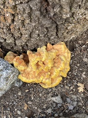 Laetiporus gilbertsonii