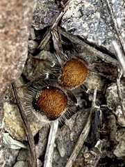 Sphaeropthalma arota
