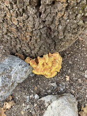 Laetiporus gilbertsonii