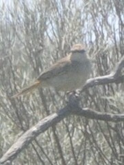 Cincloramphus mathewsi