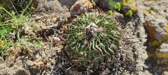 Echinofossulocactus