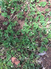 Trifolium subterraneum