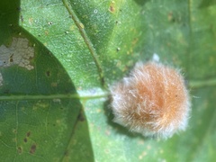 Druon quercusflocci